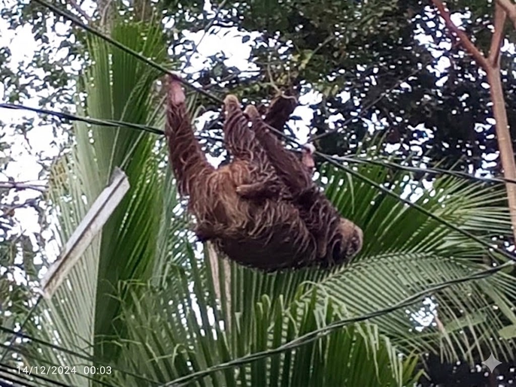 Inquadratura dettagliata di un bradipo  femmina con il cuccio sulla pancia che pende dai cavi elettrici in una fitta foresta pluviale in Costa Rica. L'immagine evidenzia la straordinaria biodiversità della nazione e i vulcani che modellano il paesaggio naturale.