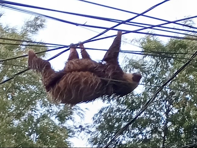 Costa Rica: dove la natura diventa emozione pura. Un bradipo mimetizzato tra i rami e le foglie della giungla tropicale.