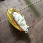 Frutto di cacao in Costa Rica aperto su legno, con semi bianchi visibili durante un tour nella finca del popolo Bribrí.
