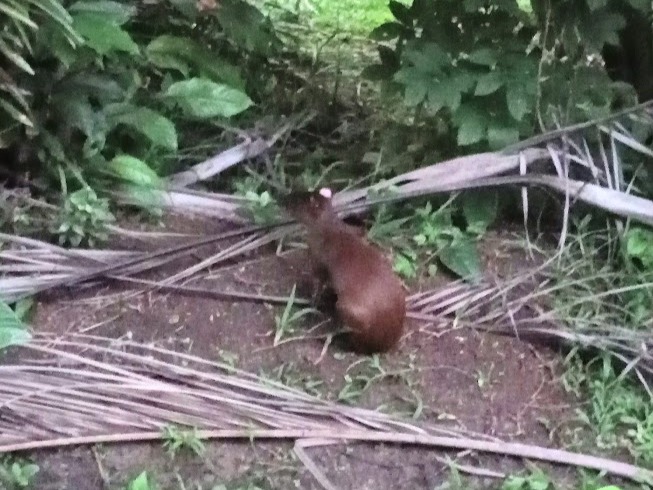 Costa Rica: dove la natura diventa emozione pura. Un Guakusa dal mantello bruno si muove tra le foglie della giungla.