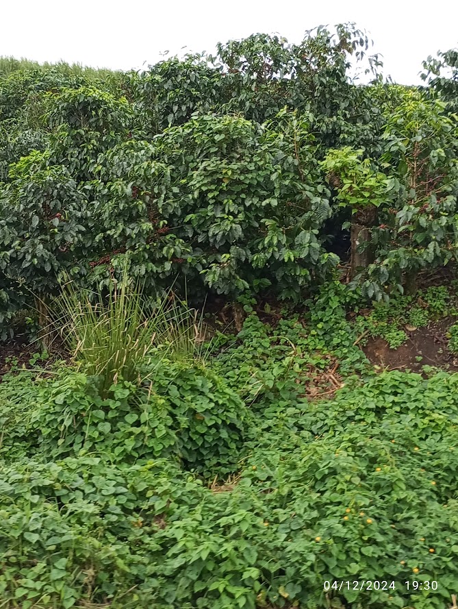 Piantagioni di caffè verde a Turrialba, tappa del viaggio verso la scoperta del cacao in Costa Rica e delle tradizioni locali.