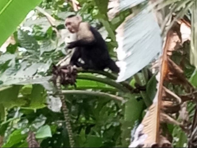 Costa Rica: dove la natura diventa emozione pura. Una scimmia cappuccina tra le foglie di palma della giungla selvaggia.