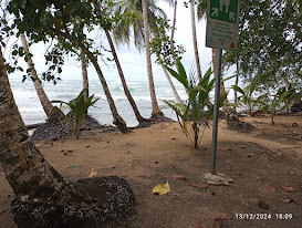 Immagine: L'oceano Atlantico visto tra le palme con in primo piano la spiaggia