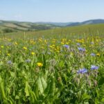 Foto: Prato fiorito con tarassaco giallo, piantaggine verde e borraggine blu, dolci colline sullo sfondo sotto un cielo sereno e luminoso.