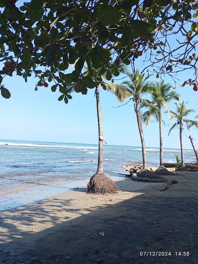 Imagine: Oceano Atlantico visto dalla spiaggia di Puerto Vejo de Talamca con le palme in fila sulla spiaggia