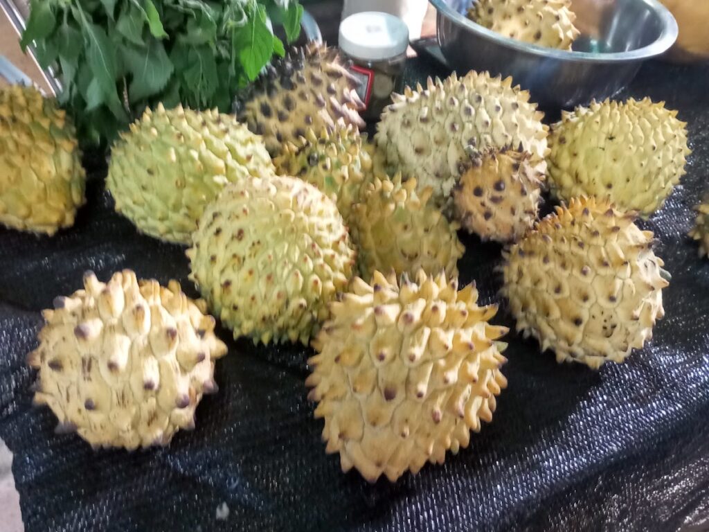 Frutta esotica spezie in Costa Rica: frutti di Biribà maturi con buccia a punte coniche su un banco del mercato locale.